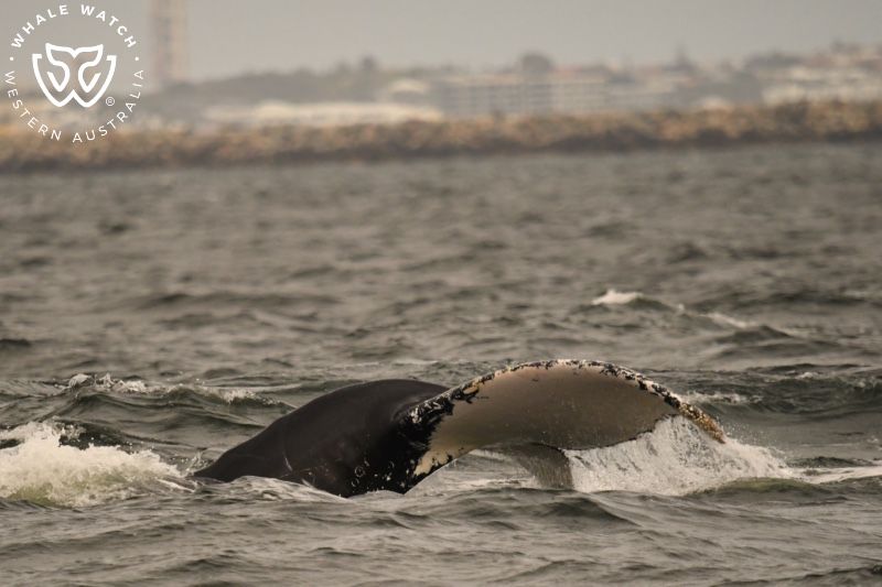 Whale Watch Western Australia