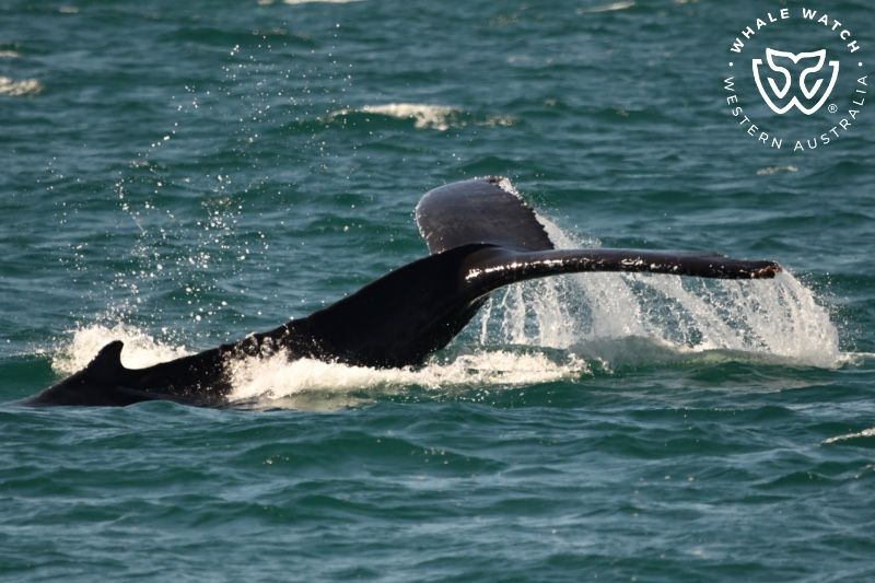 Whale Watch Western Australia