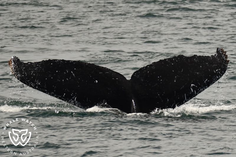 Whale Watch Western Australia