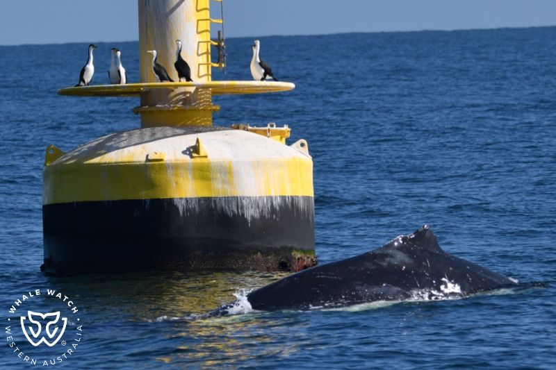 Whale Watch Western Australia