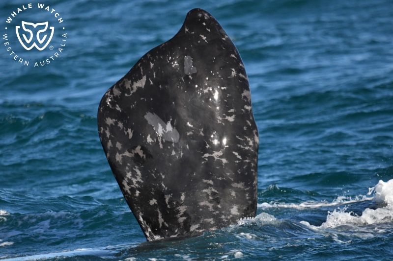 Whale Watch Western Australia