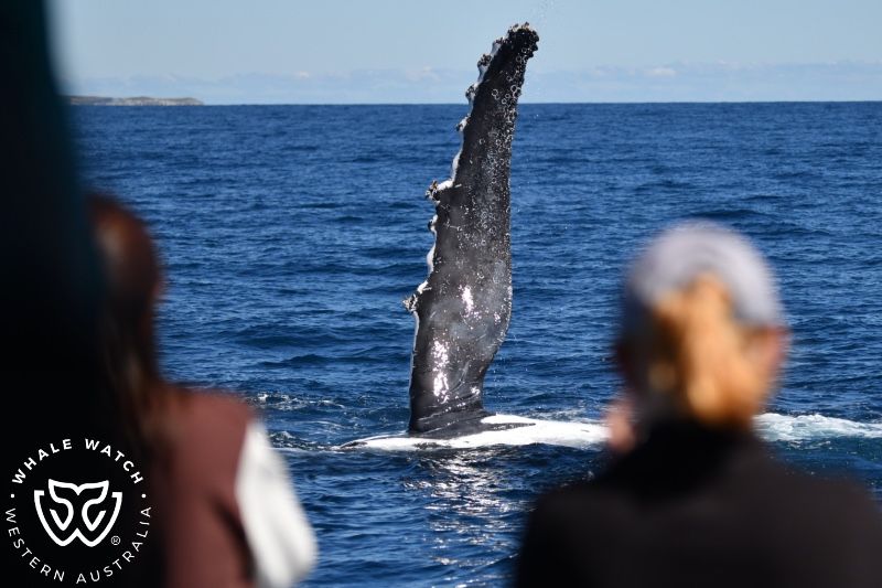 Whale Watch Western Australia