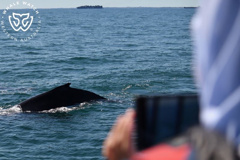 Whale Watch Western Australia