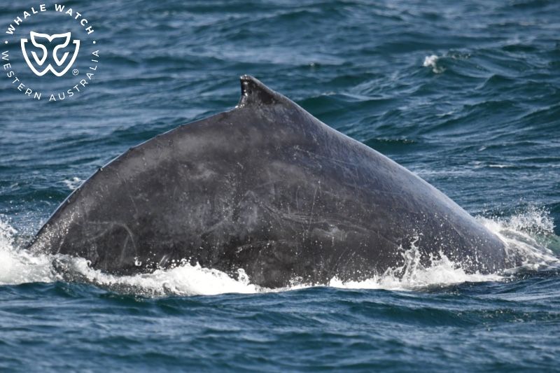 Whale Watch Western Australia
