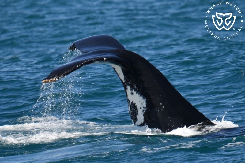 Whale Watch Western Australia