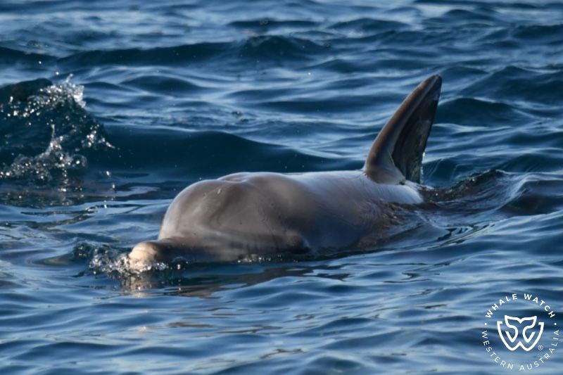 Whale Watch Western Australia