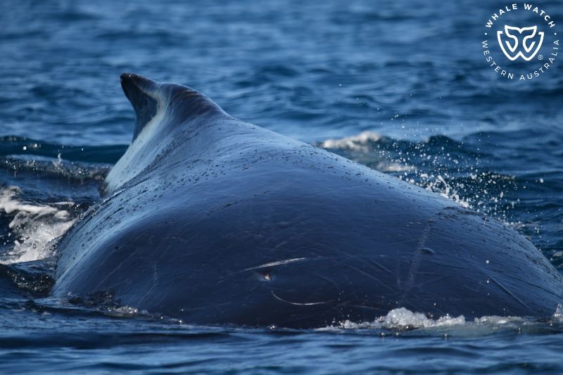 Whale Watch Western Australia