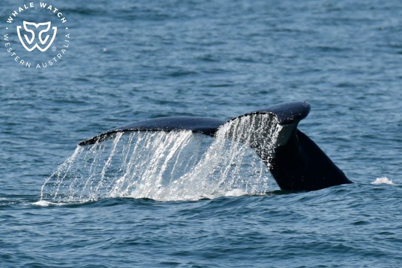 Whale Watch Western Australia