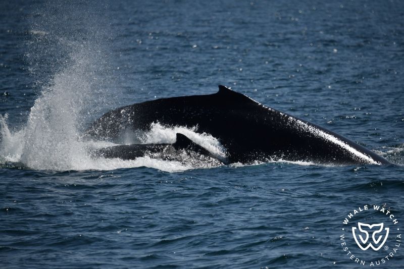 Whale Watch Western Australia