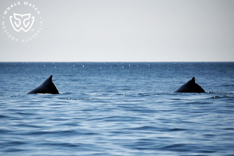 Whale Watch Western Australia