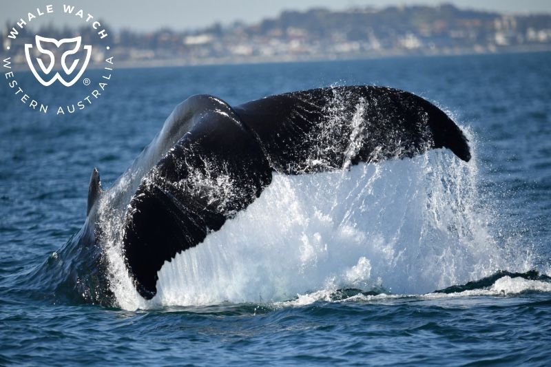 Whale Watch Western Australia