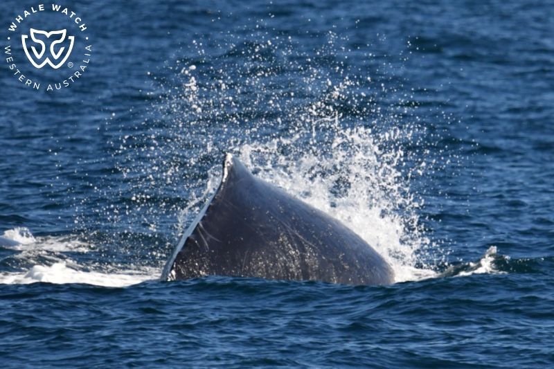 Whale Watch Western Australia