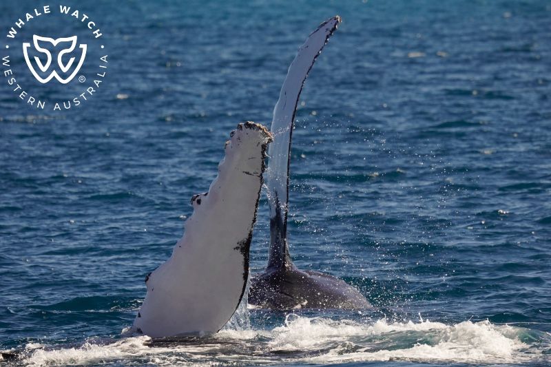 Whale Watch Western Australia