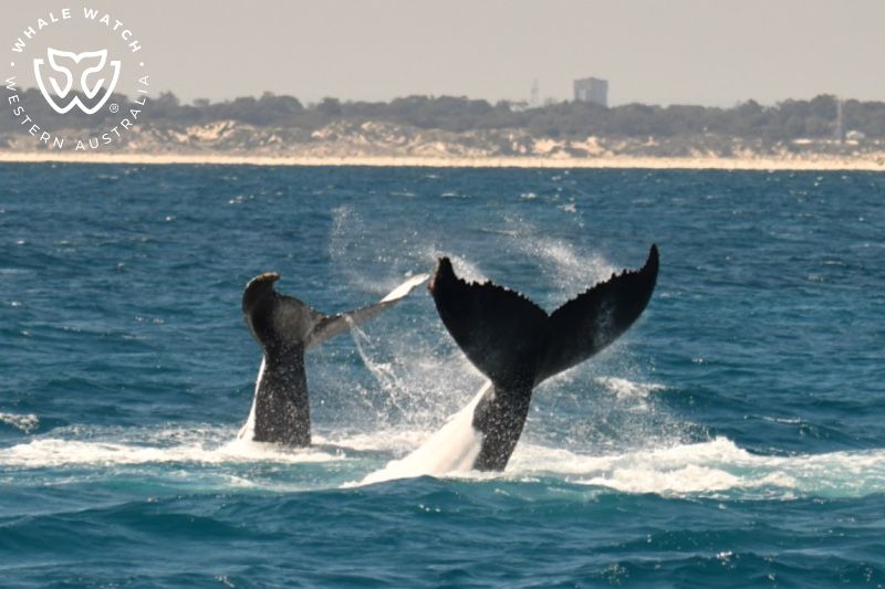 Whale Watch Western Australia