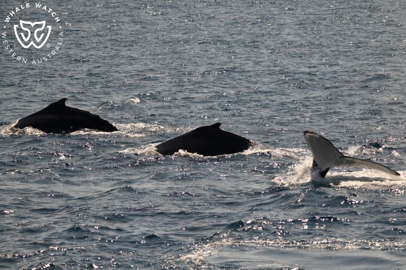 Whale Watch Western Australia