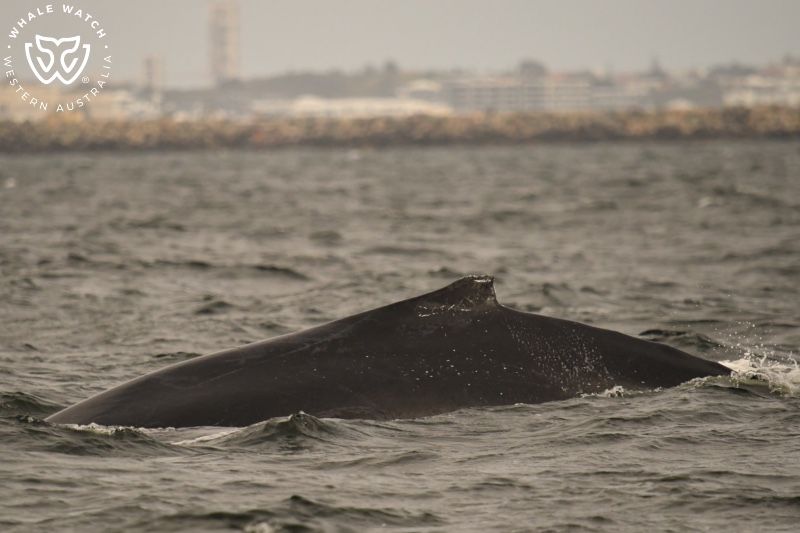 Whale Watch Western Australia