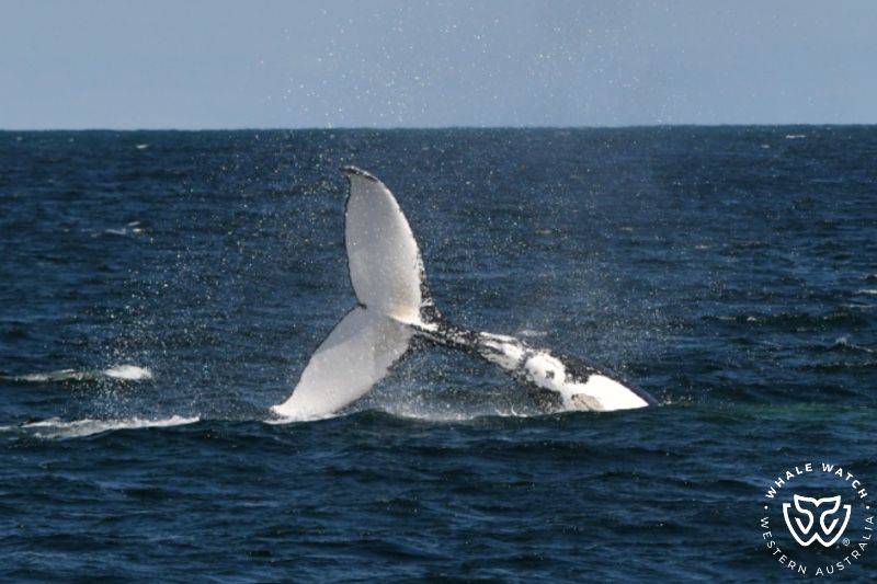 Whale Watch Western Australia