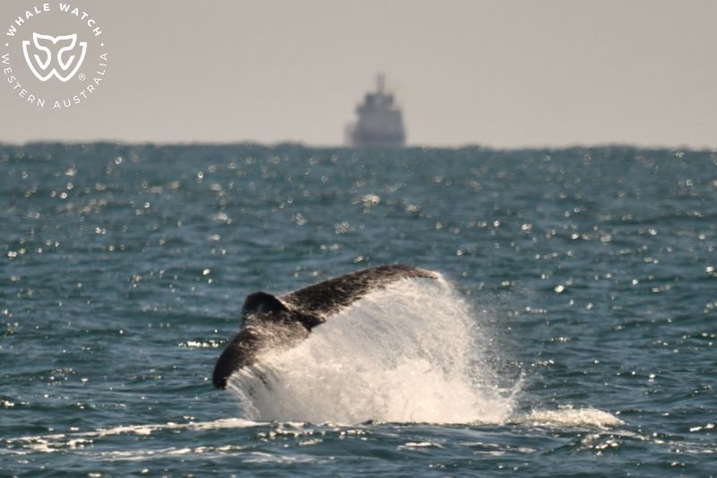 Whale Watch Western Australia