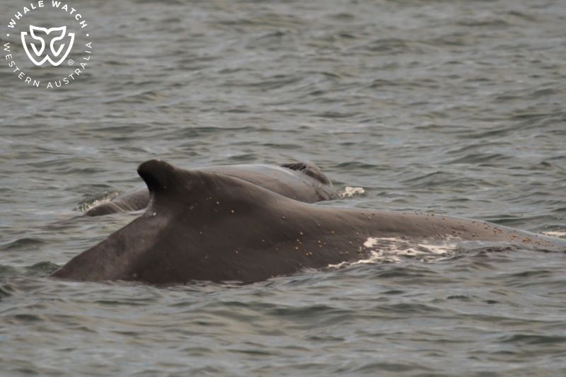 Whale Watch Western Australia