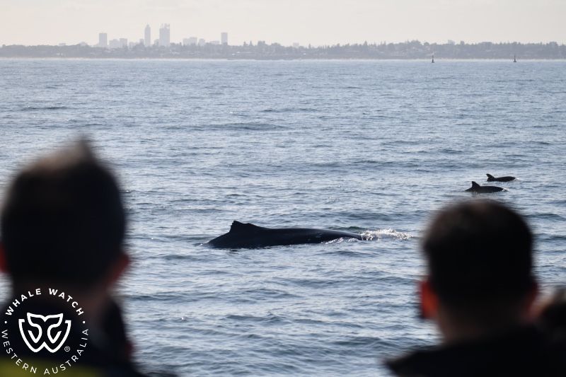 Whale Watch Western Australia