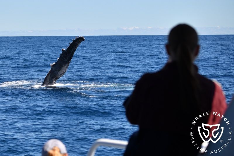 Whale Watch Western Australia