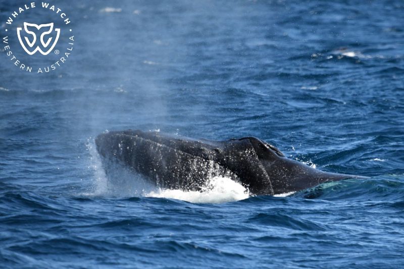 Whale Watch Western Australia