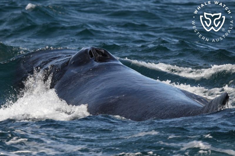 Whale Watch Western Australia