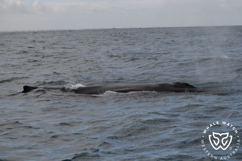 Whale Watch Western Australia