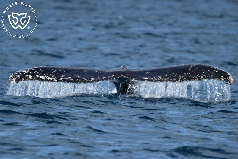 Whale Watch Western Australia