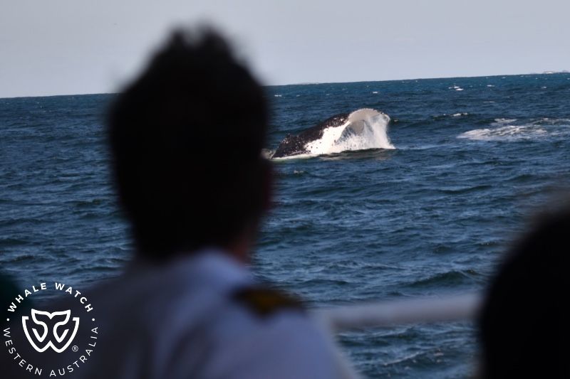 Whale Watch Western Australia