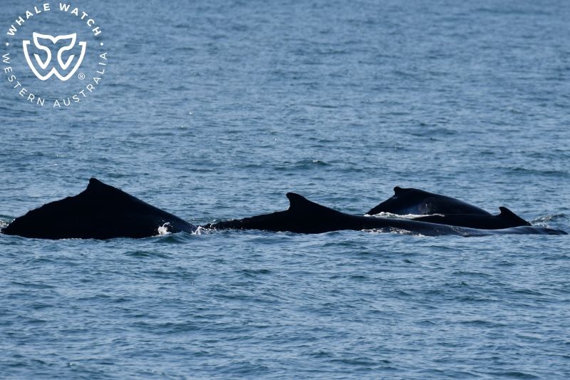 Whale Watch Western Australia