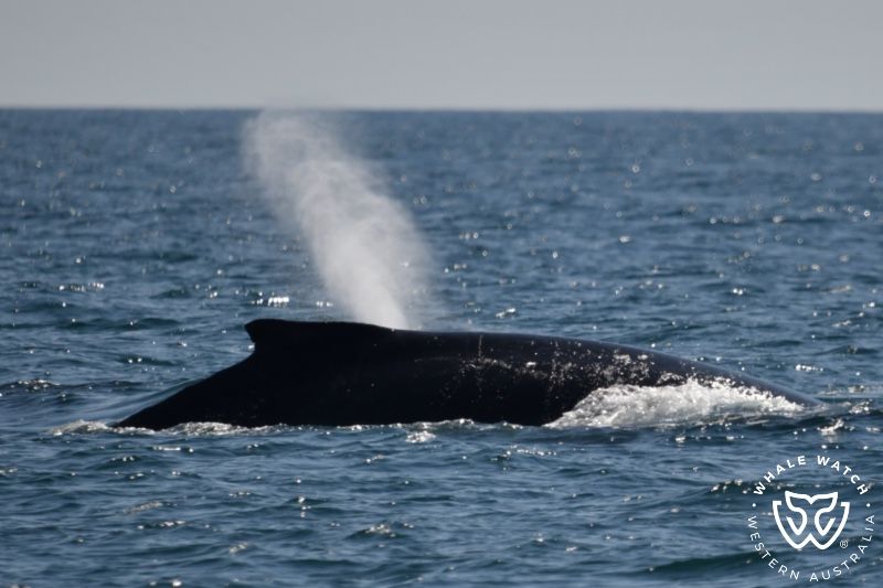 Whale Watch Western Australia