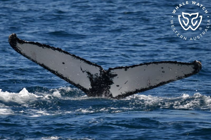 Whale Watch Western Australia