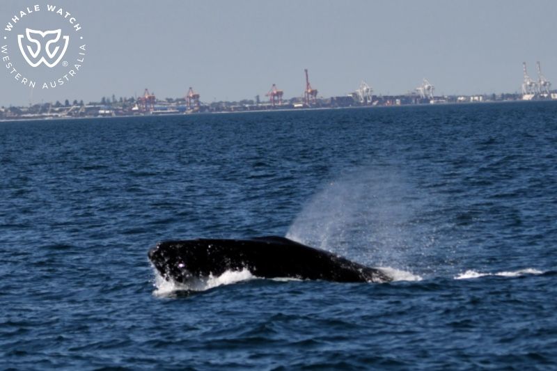 Whale Watch Western Australia