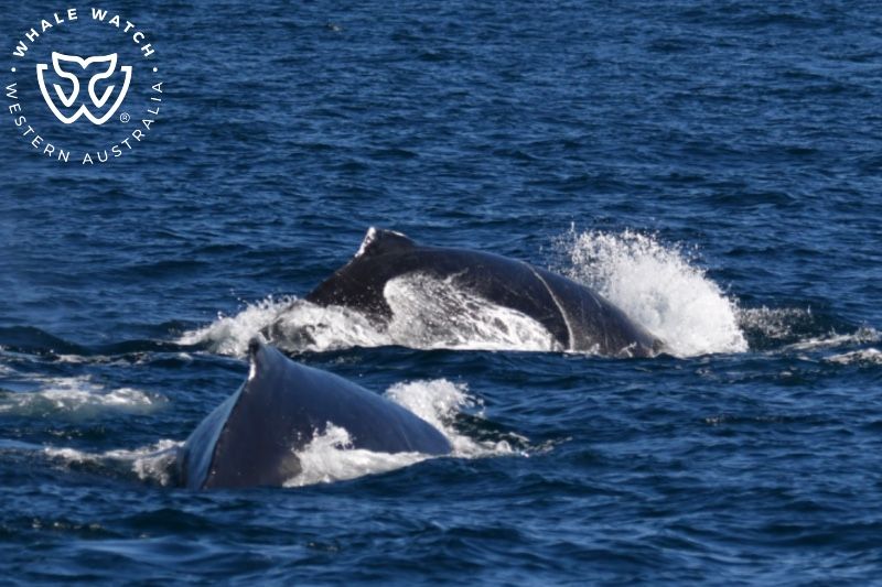 Whale Watch Western Australia