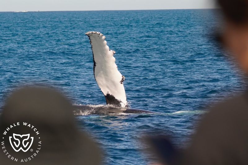 Whale Watch Western Australia