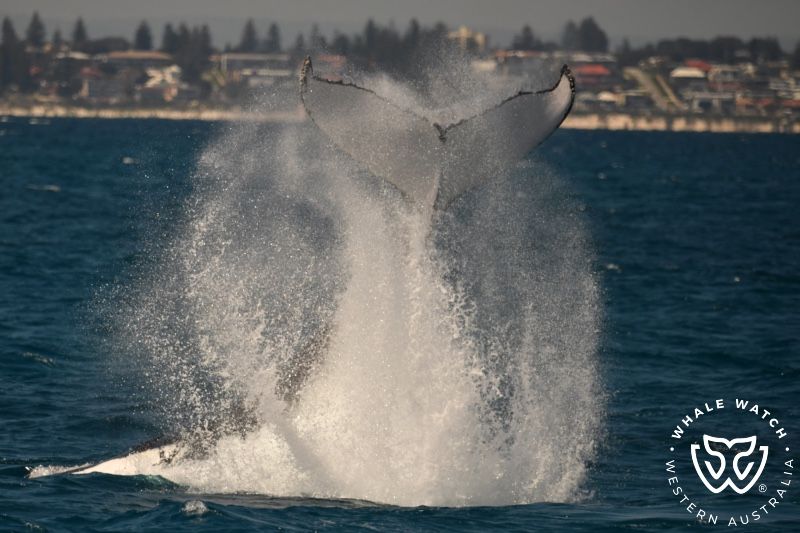 Whale Watch Western Australia