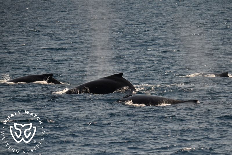 Whale Watch Western Australia
