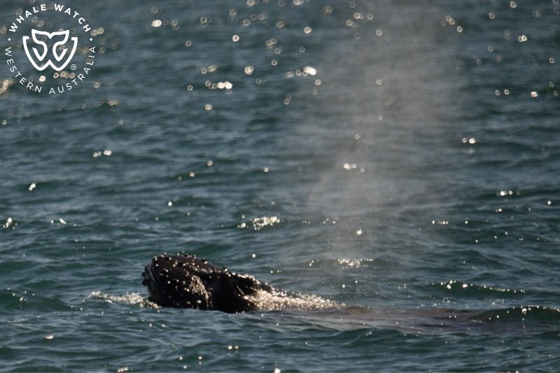 Whale Watch Western Australia