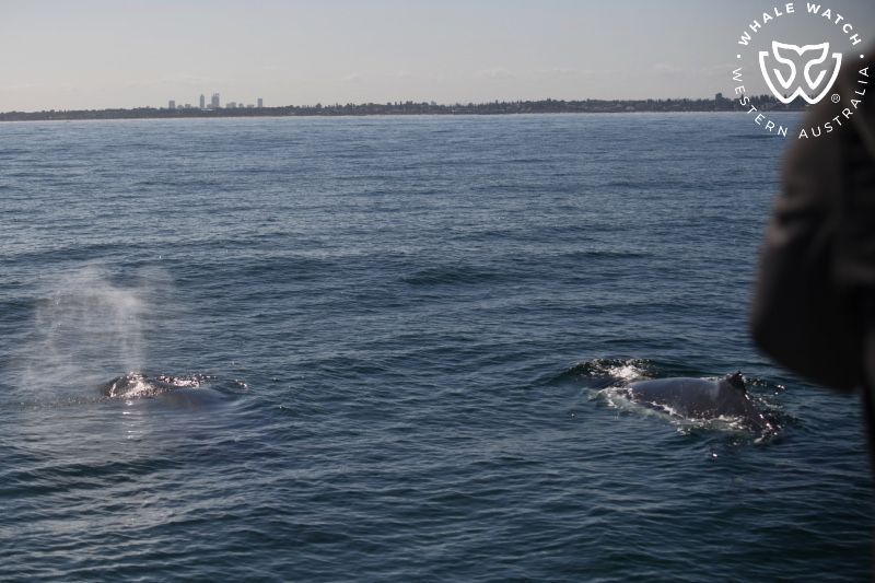 Whale Watch Western Australia