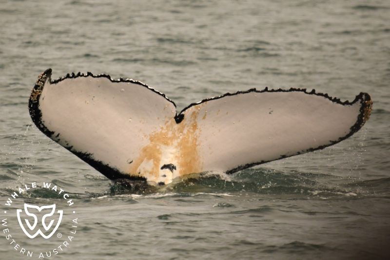 Whale Watch Western Australia
