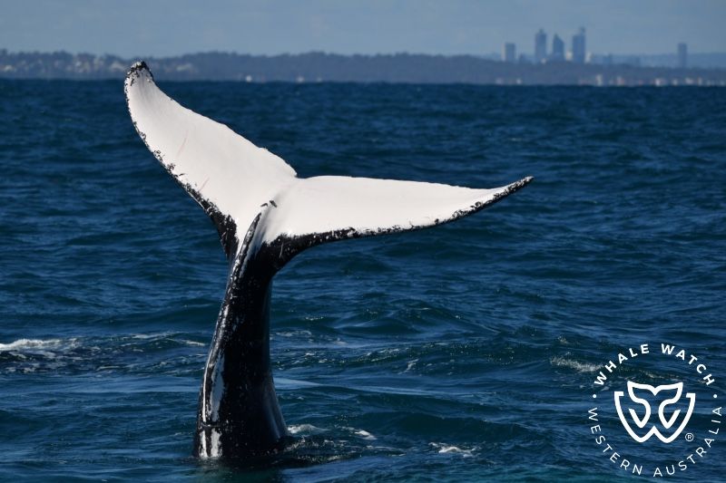 Whale Watch Western Australia