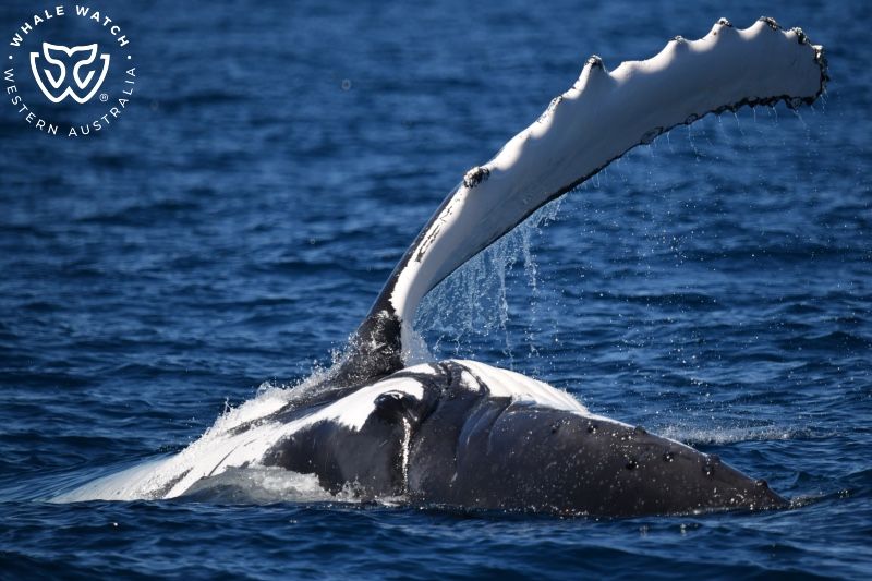 Whale Watch Western Australia