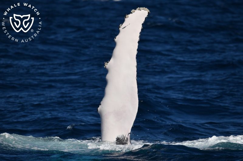 Whale Watch Western Australia