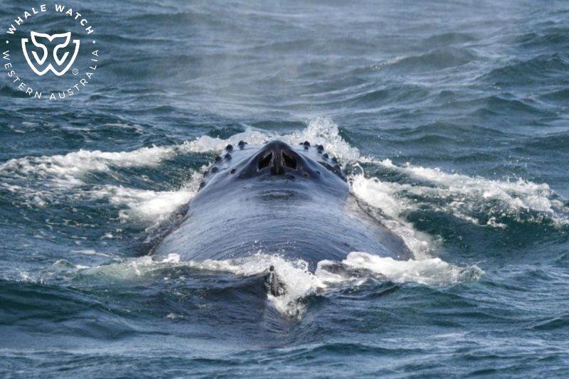 Whale Watch Western Australia