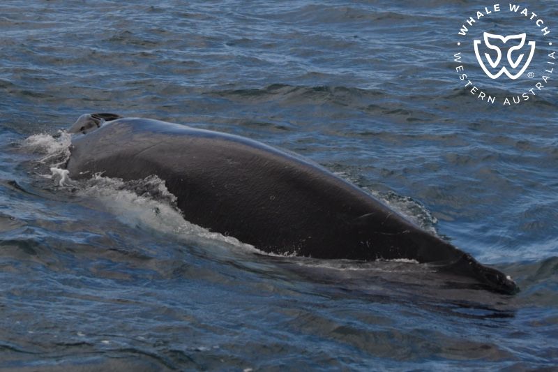 Whale Watch Western Australia