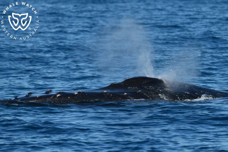 Whale Watch Western Australia