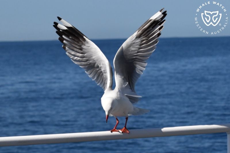 Whale Watch Western Australia
