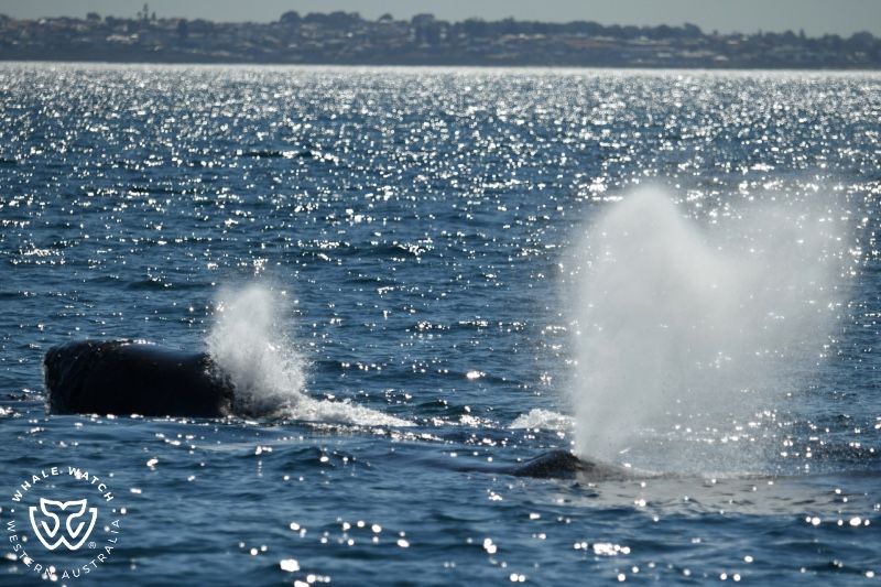 Whale Watch Western Australia