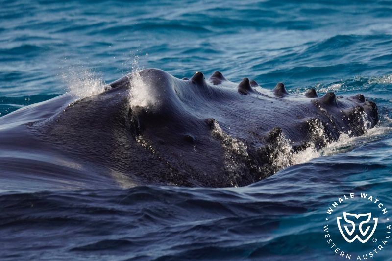 Whale Watch Western Australia